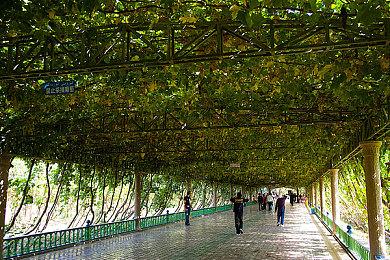 云顶之弈S8.5至高天阵容搭配，S8.5至高天薇古丝阵容装备攻略